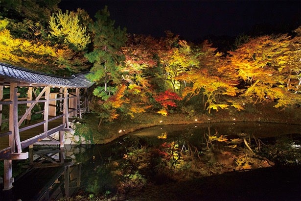 高台寺では、開山堂や臥龍廊を背景に、ライトアップされた紅葉が眺められる
