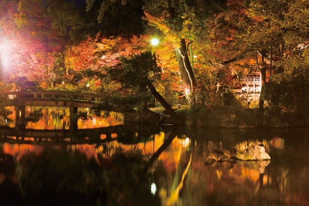 画像10 18 幻想的な秋の絶景 京都の 紅葉ライトアップ 7選 ウォーカープラス