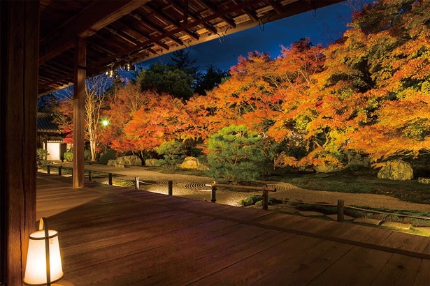 白砂、青苔をカエデがふわりと包み込む、南禅寺 天授庵の東庭。本堂の中井に腰を下ろして鑑賞できる
