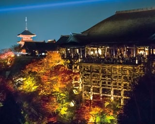 幻想的な秋の絶景！京都の“紅葉ライトアップ”7選