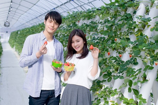 野菜ソムリエのオーナーが育てるいちご園も紹介！/フェルム・デ・愛菜果(岸和田)