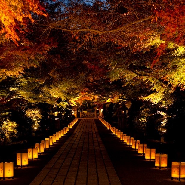 日本夜景遺産新規認定地、滋賀県の石山寺 紅葉ライトアップ。国宝や重要文化財の建造物と、2000本の紅葉が浮かび上がる様子を見に、多くの観光客が訪れる。開催は11月中旬～下旬