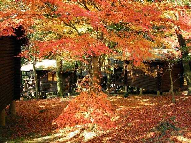 三郡山では、11月8日(日)に紅葉の中を歩く登山会を初開催する