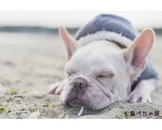パグも登場！浅草橋の“鼻ぺちゃ犬”写真展