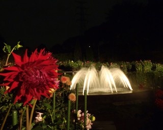コンサートも開催！町田の花畑がライトアップ