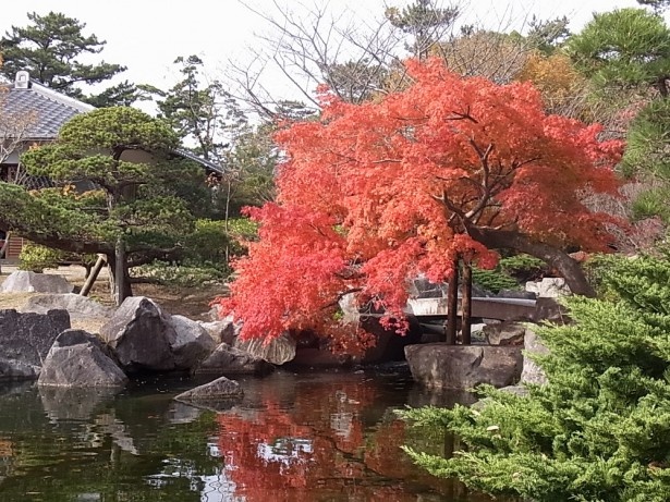 秋の美しい紅葉も葉山しおさい公園の見どころの一つ