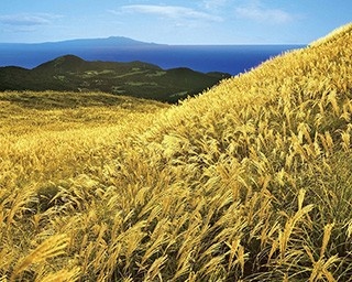伊豆の絶景！黄金の野原から青い相模灘を望む