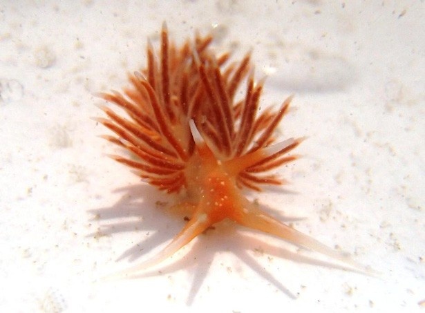 赤い突起の先にある毒で身を守っているアカエラミノウミウシ
