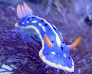 かわいすぎる海の宝石！天保山のウミウシ展が期間延長