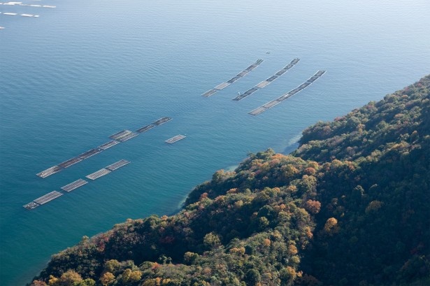 広島県は島や岬に囲まれ、波が静かで潮の流れが適度。水温変化、塩分濃度、プランクトンの量において、おいしいカキが育つ条件がそろっている