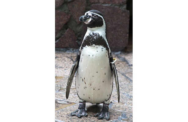 正面入ってすぐ、出迎えてくれるのはフンボルトペンギン