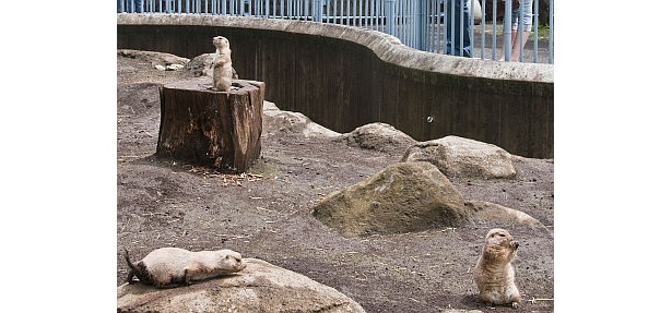小ぢんまりとした動物園ならではの、動物との距離の近さがいい