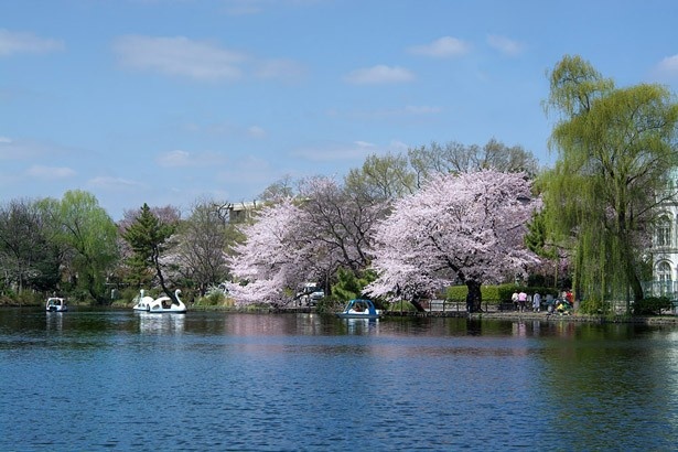 上石神井の緑豊かな公園でボート遊びや紅葉を楽しむ ウォーカープラス