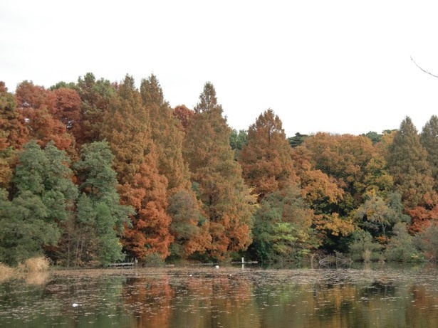 【写真を見る】秋には紅葉も見られる(石神井公園)
