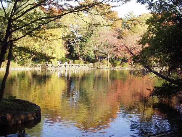 画像3 4 上石神井の緑豊かな公園でボート遊びや紅葉を楽しむ ウォーカープラス