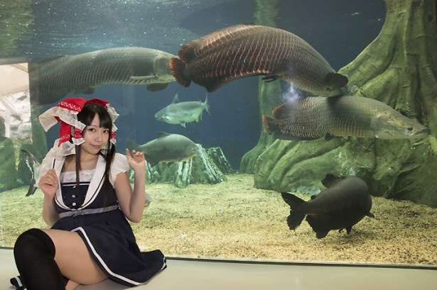 画像17 コスプレ美女 水棲生物 水族館でハロウィンを満喫 ウォーカープラス