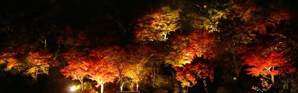 【写真を見る】幻想的な紅葉灯火