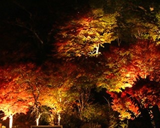 有馬温泉で紅葉ライトアップ！歴史探訪にヨガも楽しむ