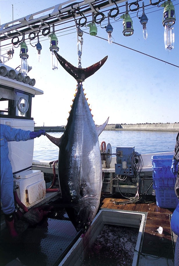 B1・魚の北辰では、味が濃く鮮度抜群の「戸井産の本まぐろ」(1柵2160円～)を販売