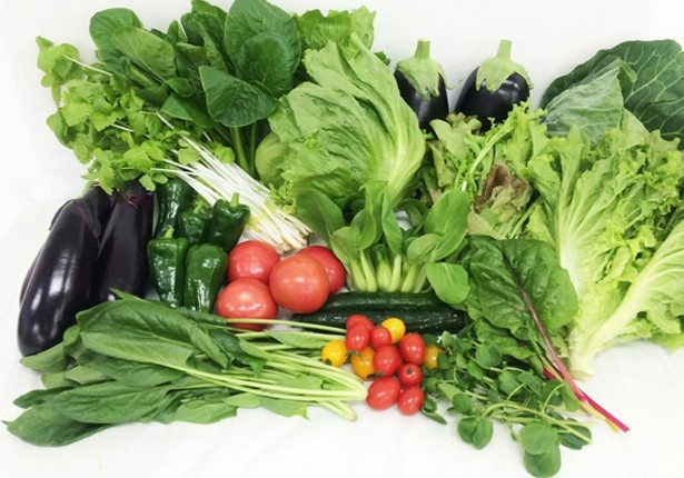 七飯町のファーム「アプレ」では、化学農薬不使用の、水耕栽培による野菜を提供。ミズナやナスなど約20種類の野菜を数量限定で販売する