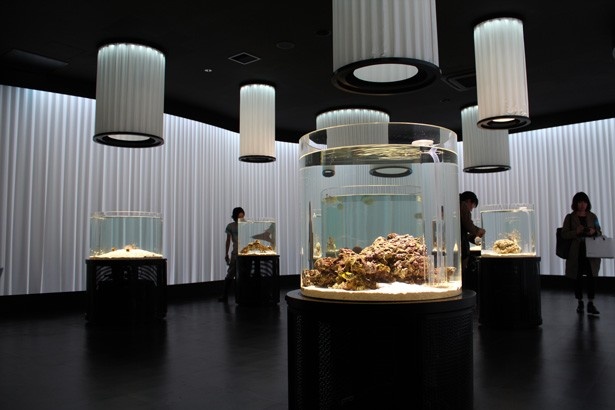 入館して最初に登場するのは、13の水槽に色鮮やかな魚が泳ぐ“いろにふれる”