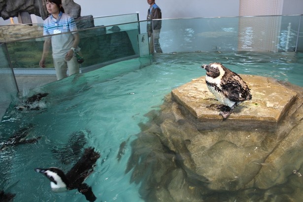 “うごきにふれる”では、ケープペンギンたちの可愛い姿も見逃せない！