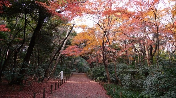 路傍植物園の様子