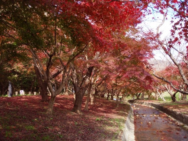 奈良時代から、平安時代に置かれた役所跡である「大宰府政庁跡」。紅葉樹が点在しているので、ゆったり紅葉散歩してみよう