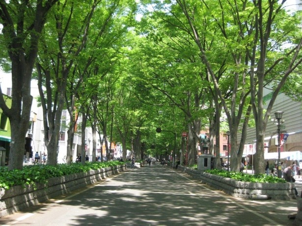 【写真を見る】天然記念物のけやき並木は夏は濃い緑、秋には紅葉をたたえる