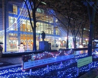 天然記念物のけやき並木がイルミで華やかに