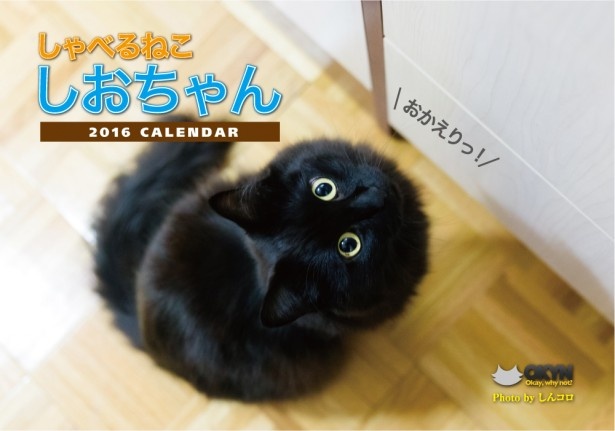 2016 2017 年カレンダー 猫のイラスト 六曜入り ａ４ヨコ ２ヶ月