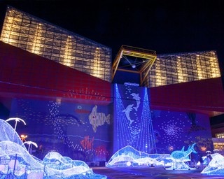 ジンベエザメが泳ぐ！海遊館史上最大のイルミを体感