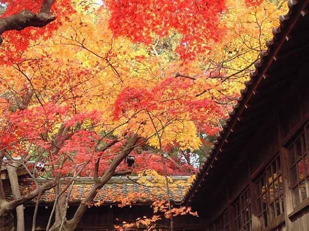 9位の本土寺。約1500本のモミジが境内を彩る