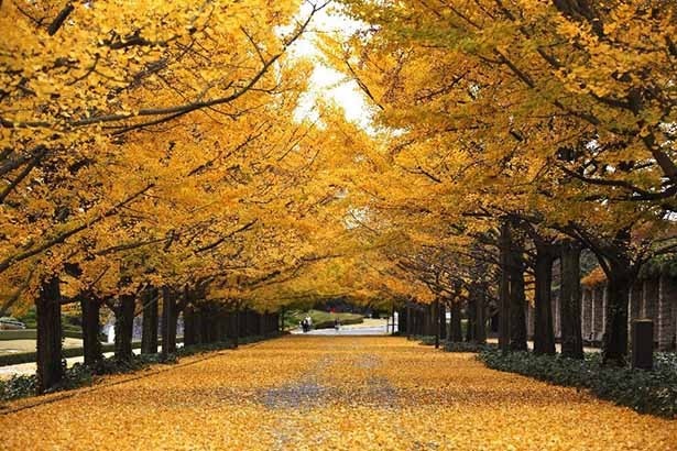 10位の国営昭和記念公園。東京ドーム約40個分の広大な公園ではイチョウが特に人気