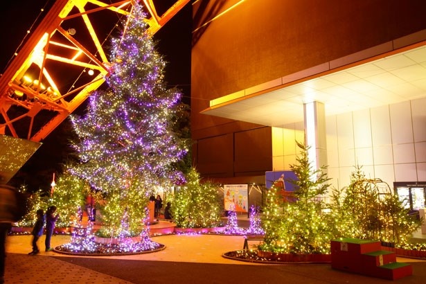 本物のモミの木を使用した、高さ約10mのクリスマスツリー。ベンチに腰掛けて鑑賞することも可能だ