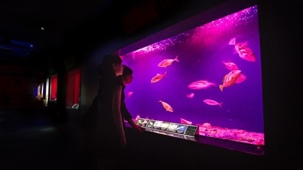 「呼応する小さな海」は人に反応し、水槽の色が次々と変化する幻想的な展示