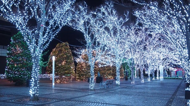 LEDでケヤキ並木が青く輝き、幻想的な世界に