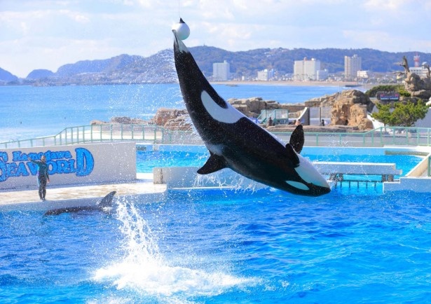 鴨川シーワールドではおなじみ動物パフォーマンスを堪能
