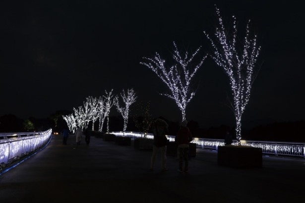 東口を進むと見えてくる、美しく彩られた橋。渡った先のイルミネーションを目指そう