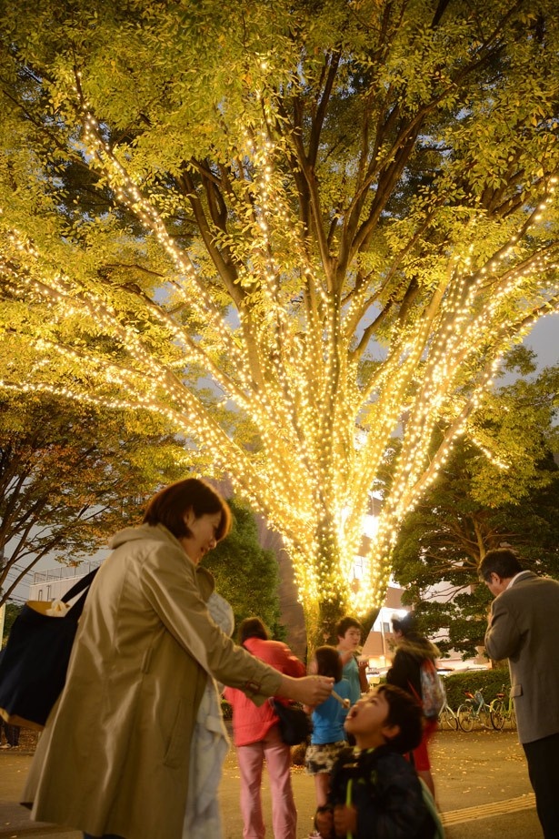 レモンイエローのLED電球約1万球が、市役所市民広場のケヤキの木を彩る。枝ぶりを生かした装飾に注目してほしい