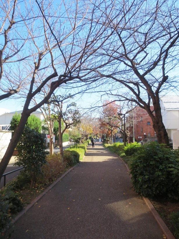 物語に出てくる商店街「エーダンモール深沢」近くにある香川緑道。春はサクラが満開に