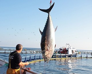 ジャンボ生本まぐろの寿司がスシローに登場