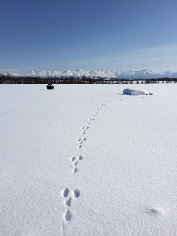まっさらな雪原には、ウサギなどの小動物たちの足跡も