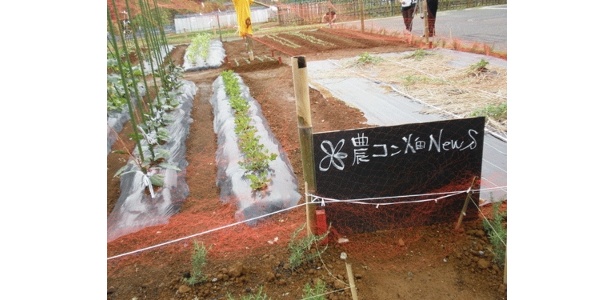 風の広場「農コン〜農とわたしがもっと近づくプロジェクト」の畑
