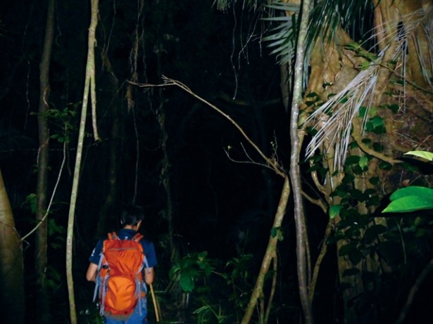 懐中電灯の明かりを頼りに、暗闇をすすむジャングルツアー。夜行性の動物に会えるかも!?