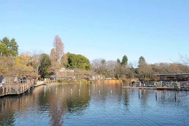 緑と池に囲まれ、行楽地やデートスポットとして親しまれている井の頭公園