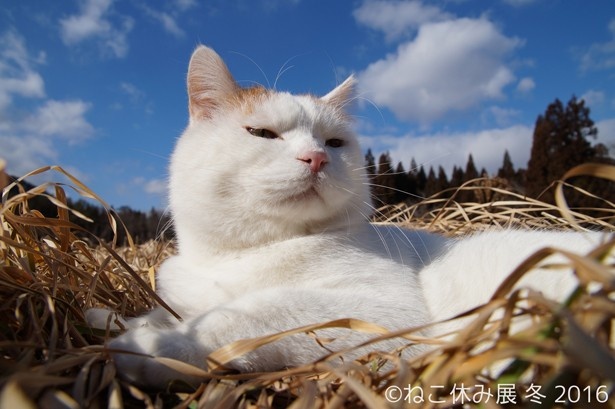 書籍やDVDなども多数販売されている「かご猫」