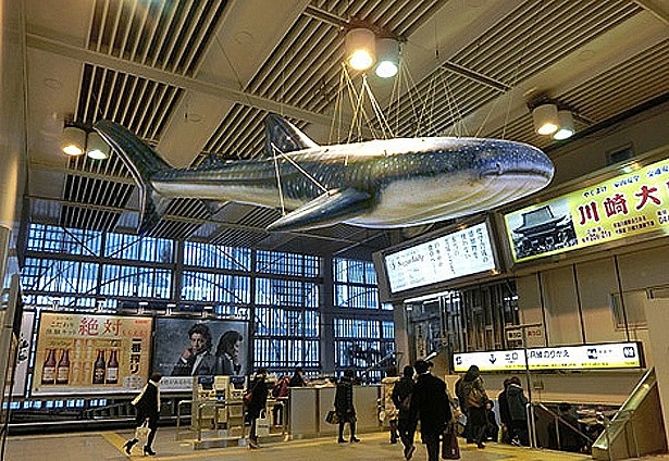 8.5mの空飛ぶ(？)ジンベエザメは圧巻！