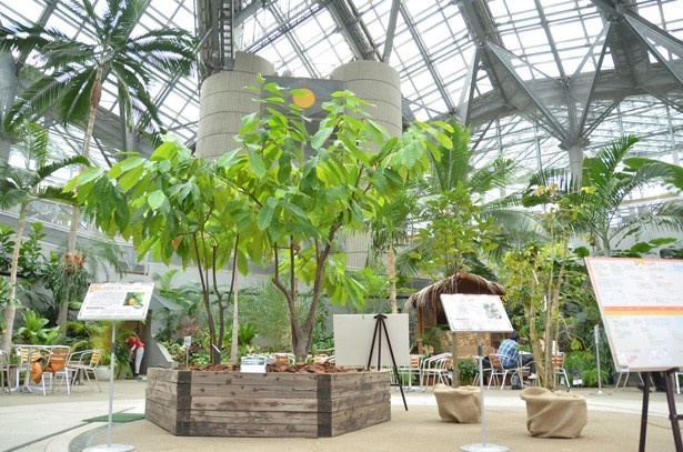 カカオ コーヒーを あったか植物園 で楽しもう ウォーカープラス