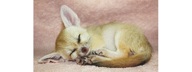 まぁるくなって眠る赤ちゃん。ずっと見ていたい！【その他の画像はコチラ】